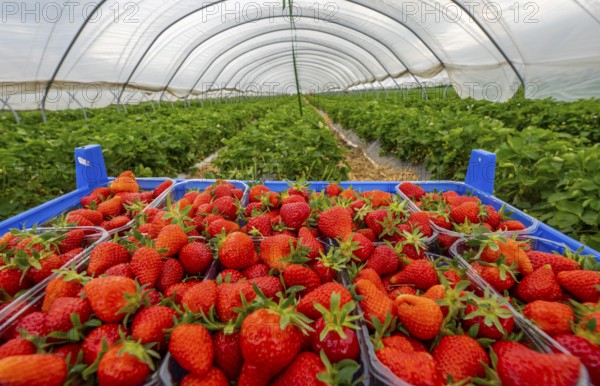 Harvest of strawberries, strawberry cultivation in the open, under a foil tunnel, young strawberry plants growing, in different stages of ripeness, near Dormagen, Rhineland, North Rhine-Westphalia, Germany, Europe