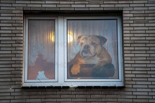 Window decoration in Duisburg-Kaßlerfeld, residential building, large picture of a bulldog on the window pane, Duisburg, North Rhine-Westphalia, Germany, Europe