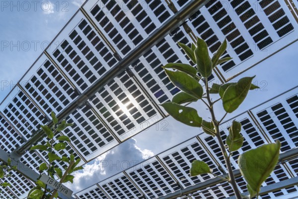 Agri-photovoltaic test plant, an apple orchard with two different systems of PV modules was roofed over 3000 square metres, rain and sunlight comes through, at the same time protection against hail and heavy rain, next to it are the same trees but without a solar roof, as a comparison object, how the PV roof affects the trees and harvest, the field test is accompanied by the Fraunhofer Institute for Solar Energy Systems ISE, in Grafschaft-Gelsdorf, Rhineland-Palatinate, Germany, Europe