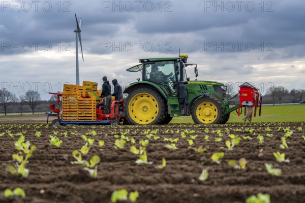 Lettuce plants, in press pots, they are planted in a field with a planting machine, agriculture, spring
