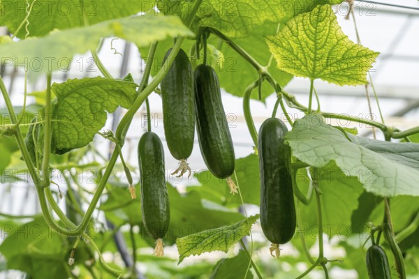 Cultivation of mini cucumbers, snack cucumbers, in a greenhouse, near Straelen, North Rhine-Westphalia, Germany, Europe