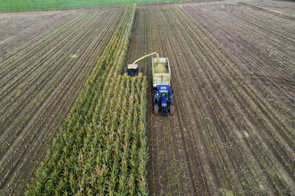 Maize harvest, combine harvester, chopper works its way through a maize field, the silage is pumped directly into a trailer, serves as cattle feed, Lower Rhine, Rees, North Rhine-Westphalia, Germany, Europe