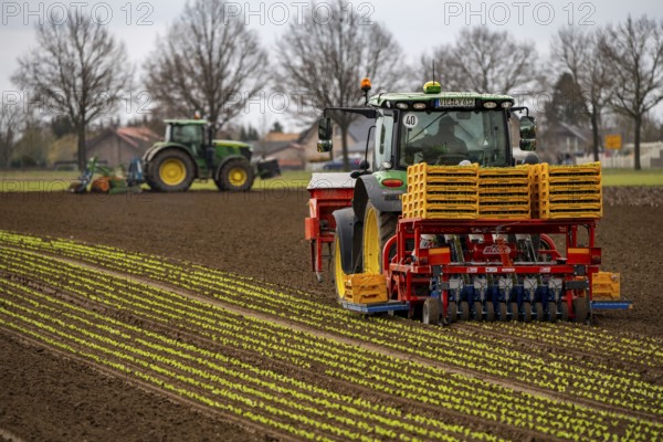 Lettuce plants, in press pots, they are planted in a field with a planting machine, agriculture, spring