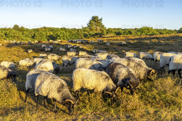 Herd of Heidschnucken, sheep grazing in the Westruper Heide, in the Hohe Mark Westmünsterland nature park Park, near Haltern am See, heather blossom, North Rhine-Westphalia, Germany, Europe