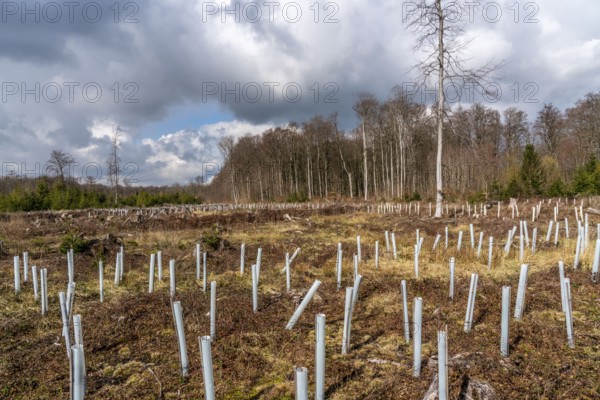 Reforestation in the Arnsberg Forest near Rüthen-Nettelstädt, Soest district, young trees in protective covers to protect the plants from browsing by game, on the site of a spruce forest that had died and been felled due to heavy bark beetle infestation, North Rhine-Westphalia, Germany, Europe