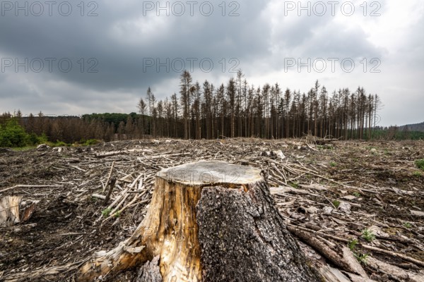 Forest dieback in the Arnsberg Forest nature park Park, over 70 per cent of the spruce trees are diseased, damaged, mostly by the bark beetle, which was able to spread due to drought and heat, climate change, attempts are being made to adapt the forest to climate change by replanting other tree species, near Hirschberg, North Rhine-Westphalia, Germany, Europe