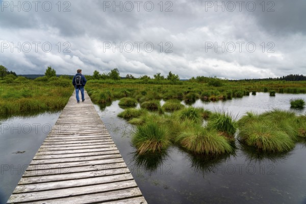 The High Fens, Brackvenn, raised bog, wooden plank hiking trail, in Wallonia, Belgium, on the border with Germany, Europe