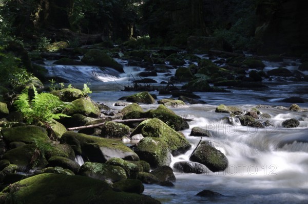 River Wesenitz, Liebethaler Grund, part of the Malerweg, summer, Saxon Switzerland, Saxony, Germany, Europe