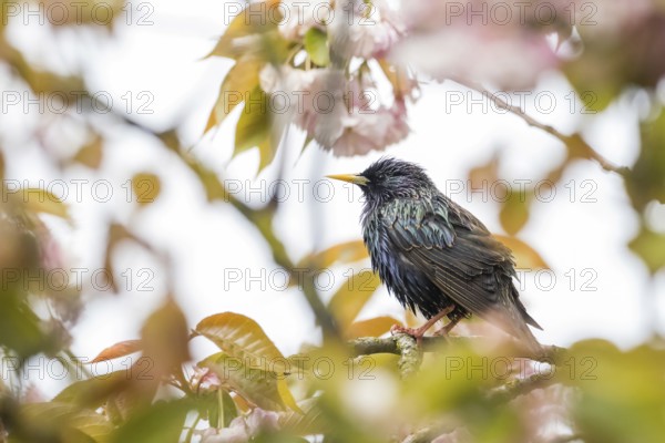 A common starling (Sturnus vulgaris) surrounded by pink flowers and leaves looks to the side, Hesse, Germany, Europe