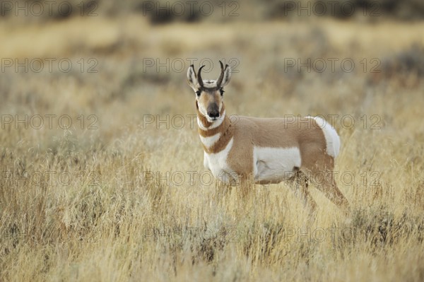 Pronghorn or pronghorn (Antilocapra americana), male, Yellowstone National Park, Wyoming, USA, North America
