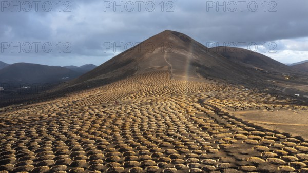 Grapevines growing in black volcanic soil in protected enclosed pits, La Geria, Lanzarote, Canary Islands, Spain, Europe