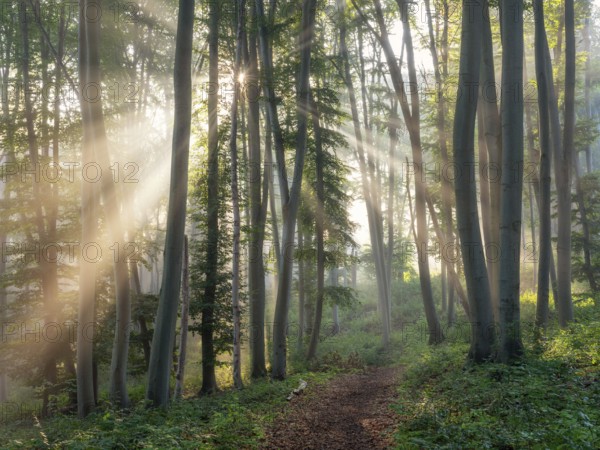 Hiking trail through natural green beech forest in the morning light, the sun shines through the morning mist, near Freyburg (Unstrut), Saxony-Anhalt, Germany, Europe