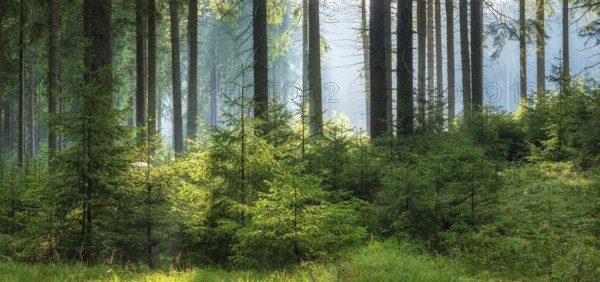 Panorama, spruce forest with natural regeneration, sun shining through morning fog, Thuringian Forest, Thuringia, Germany, Europe