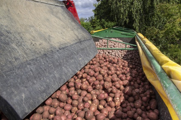 Agriculture harvest of industrial potatoes in the Palatinate. In contrast to table potatoes, these potatoes are processed into crisps, French fries, etc. (Schifferstadt, Germany, 08/07/2022), Europe