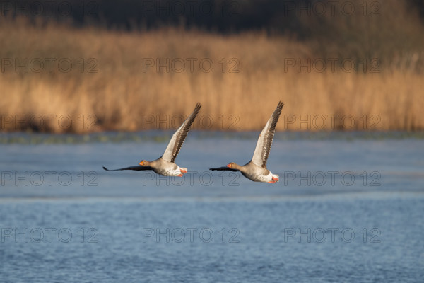 Pair of greylag geese flying together, in the Großen Rosin Moor nature reserve, Mecklenburg-Vorpommern, Germany, Europe