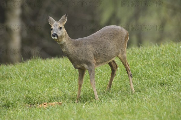 European roe deer (Capreolus capreolus) in winter coat secured in the meadow, Allgäu, Bavaria, Germany, Europe