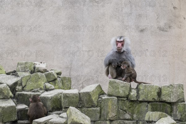 Hamadryas baboons (Papio hamadryas), Emmen Zoo, Netherlands