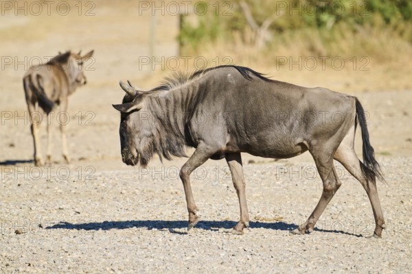 Blue wildebeest (Connochaetes taurinus) walking in the dessert, captive, distribution Africa