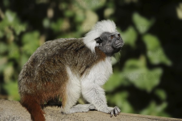 Cotton-top tamarin (Saguinus oedipus), captive, occurrence in Colombia