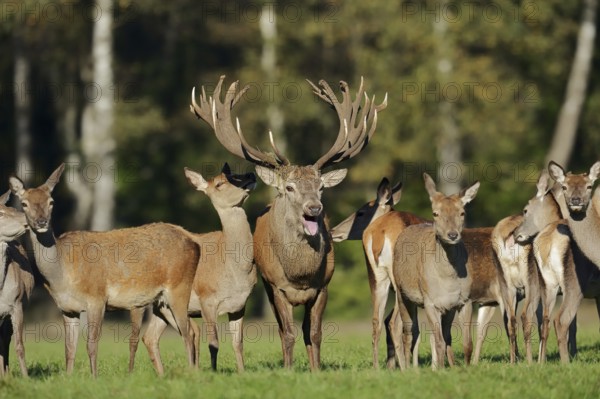 Red deer (Cervus elaphus), roaring stag and hinds in the rutting season, North Rhine-Westphalia, Germany, Europe