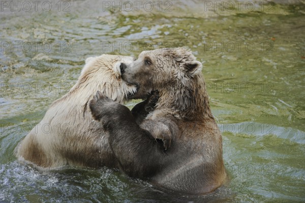 European brown bears (Ursus arctos arctos) playing in the water, captive, Germany, Europe
