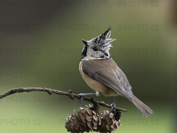 Crested Tit (Lophophanes cristatus) sitting on a lark branch covered with cones, North Rhine-Westphalia, Germany, Europe