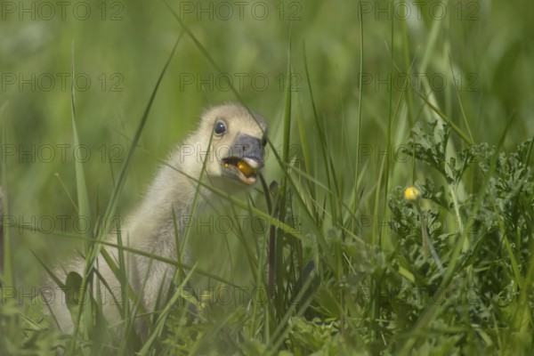 Greylag goose (Anser anser) juvenile baby gosling bird feeding on a Buttercup flower in grassland, England, United Kingdom, Europe