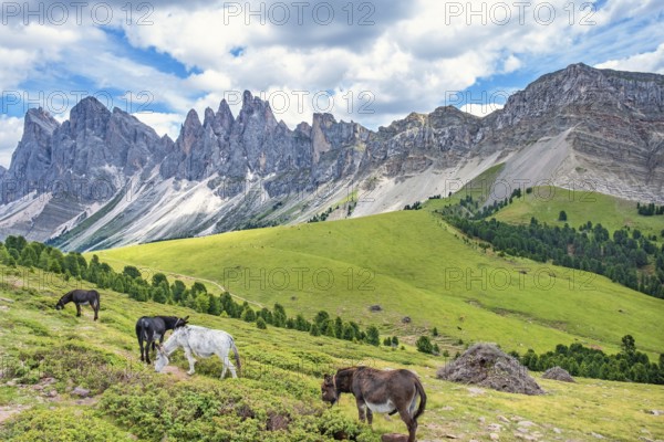 Donkeys grazing on a alp meadow at the mighty Odle Group mountains in the Dolomites, Ortisei, Val Gardena, Italy, Europe