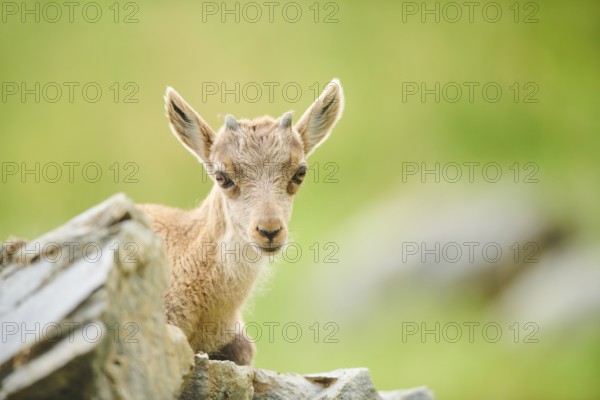 Alpine ibex (Capra ibex) youngster, lying on a rock, wildlife Park Aurach near Kitzbuehl, Austria, Europe