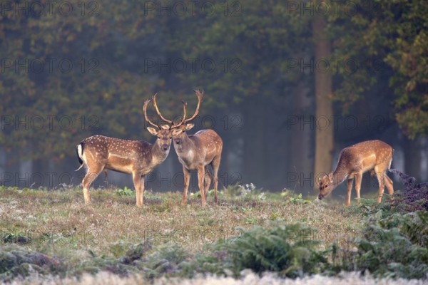 Three fallow deer (Dama dama) in a clearing in the forest, Lower Rhine, North Rhine-Westphalia, Germany, Europe