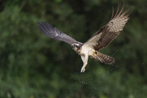 Western osprey (Pandion haliaetus) hunting, Aviemore, Scotland, Great Britain