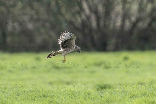 Hen harrier (Circus cyaneus), Emsland, Lower Saxony, Germany, Europe