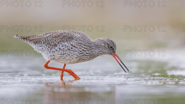 Redshank (Tringa totanus) Snipe bird, searching for food in the mud, shallow water zone, Toledo, Spain, Europe