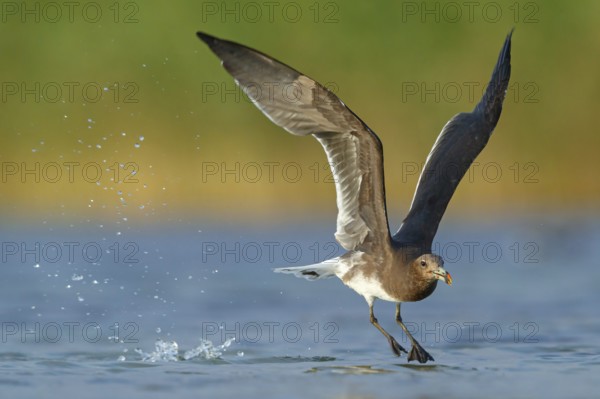 Hemprich's Gull, (Larus hemprichii), medium sized, rusty brown, flight photo, Raysut, Salalah, Dhofar, Oman, Asia