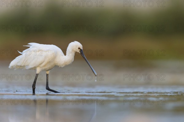 Spoonbill, (Platalea leucorodia), Floating Hide fixed, Tiszaalpár, Kiskunsági National Park, Bács-Kiskun, Hungary, Europe