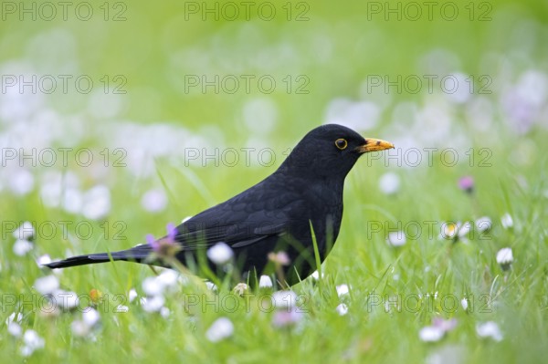 Common blackbird, Eurasian blackbird (Turdus merula) male foraging in grassland, meadow