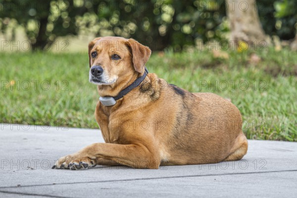 Pet dog with invisible fence collar lying on sidewalk in residential area of Green Cove Springs, Florida, USA, North America