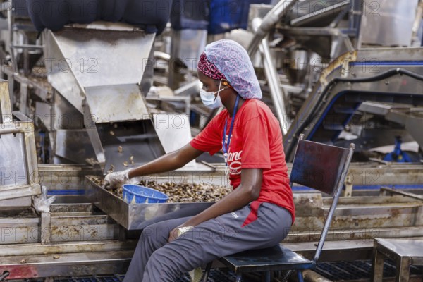 KAJU, cashew factory. Employees picking out the whole nuts from the shells on a conveyor belt, cashew nut factory near Cotonou in Benin, Glo-Djigbe, 07.03.2024.Photographed on behalf of the Federal Ministry for Economic Cooperation and Development