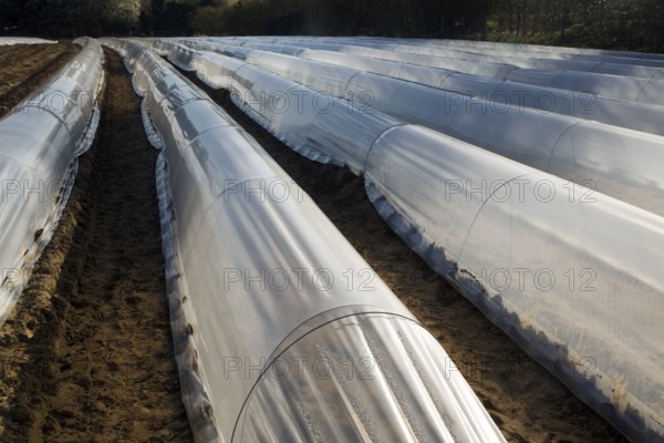 Plastic sheeting cloches protecting early vegetable crop in field, Hollesley, Suffolk, England, United Kingdom, Europe