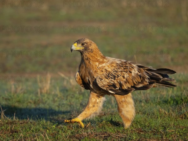 Spanish imperial eagle (Aquila adalberti), El Millaron Imperial Eagle Hid, Salorino, Extremadura Caceres, Spain, Europe