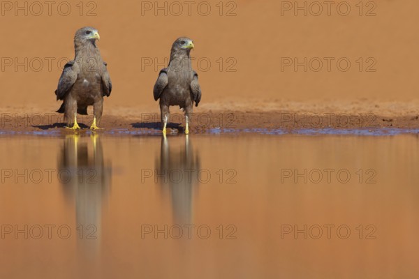 Black Kite, (Milvus aegyptius), Morgan Kunda lodge / road to Kat, Jajari, North Bank, Gambia, Africa