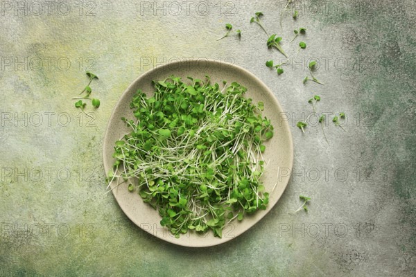 Fresh micro-greenery, on a plate, top view, no people
