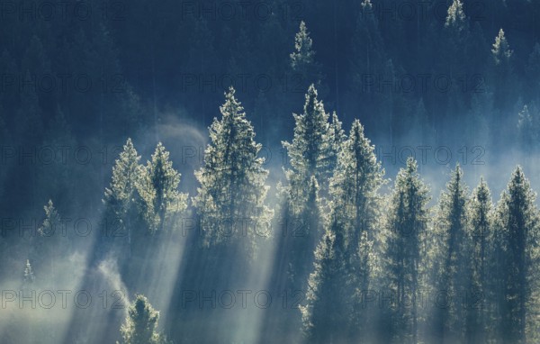 Fog and forest in Oberägeri in the canton of Zug, Switzerland, Europe