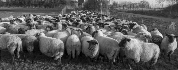 Black-headed domestic sheep (Ovis gmelini aries) penned for loading on the pasture in the early morning, Mecklenburg-Vorpommern, Germany, Europe