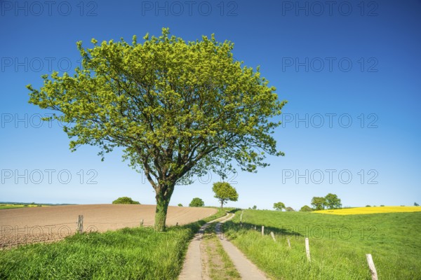 Field path leads through typical landscape with rolling hills, fields and trees under a blue sky in spring, Holstein Switzerland, Schleswig-Holstein, Germany, Europe