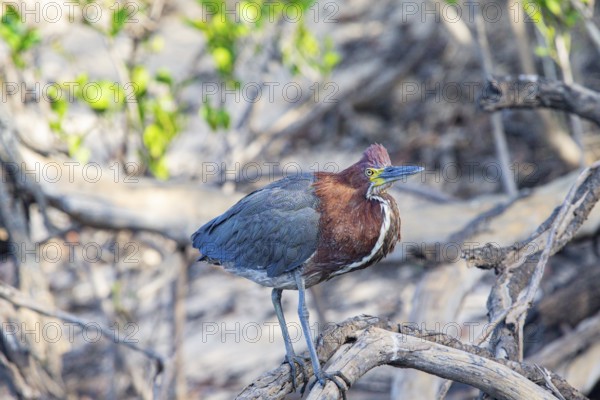 Rufescent tiger heron (Tigrisoma lineatum) Pantanal Brazil