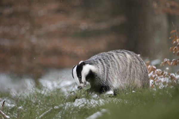 Badger in the snow, Wittlich, Rhineland-Palatinate, Germany, Europe