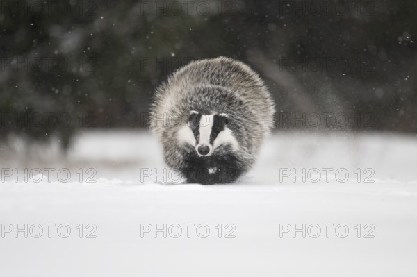 Badger in the snow, Wittlich, Rhineland-Palatinate, Germany, Europe