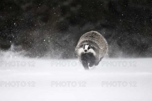 Badger in the snow, Wittlich, Rhineland-Palatinate, Germany, Europe