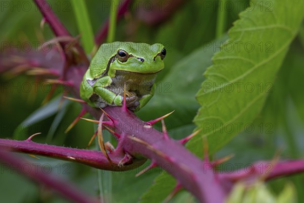 European tree frog (Hyla arborea, Rana arborea) sunning on prickly stem of bramble bush in spring, summer showing green camouflage colour